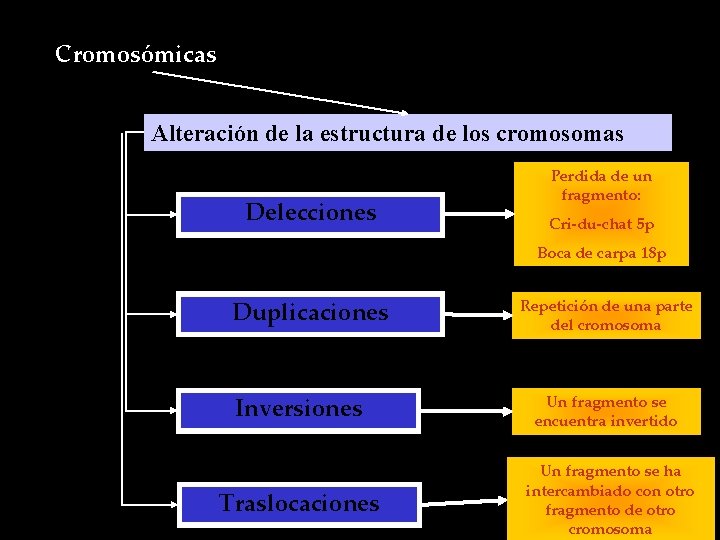 Cromosómicas Alteración de la estructura de los cromosomas Delecciones Perdida de un fragmento: Cri-du-chat