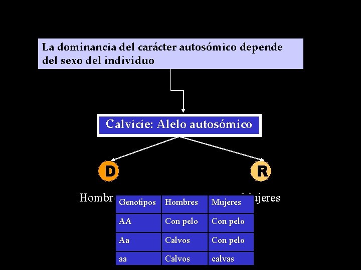 La dominancia del carácter autosómico depende del sexo del individuo Calvicie: Alelo autosómico D