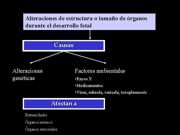 Alteraciones de estructura o tamaño de órganos durante el desarrollo fetal Causas Alteraciones genéticas