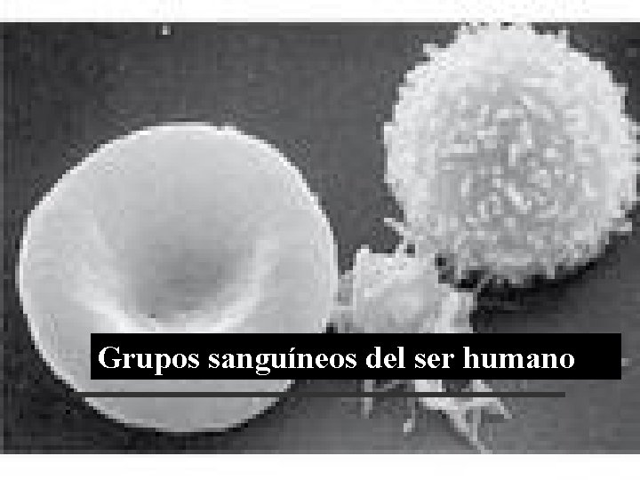 Grupos sanguíneos del ser humano 