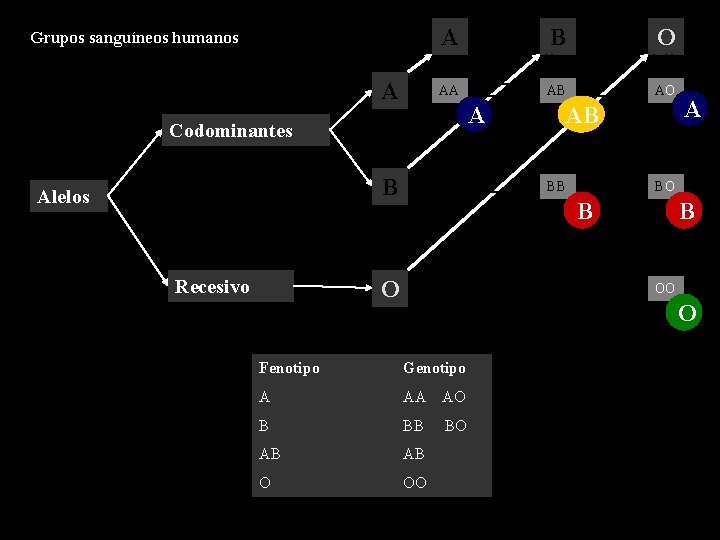 Grupos sanguíneos humanos A A B O AA AB AO A Codominantes B Alelos