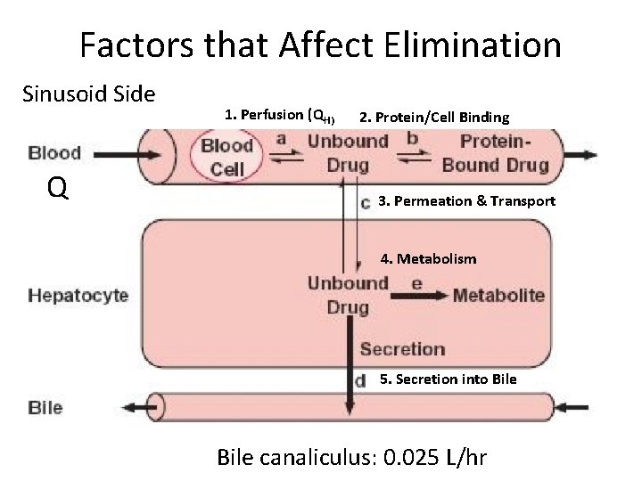 Factors that Affect Elimination Sinusoid Side Q 1. Perfusion (QH) 2. Protein/Cell Binding 3.