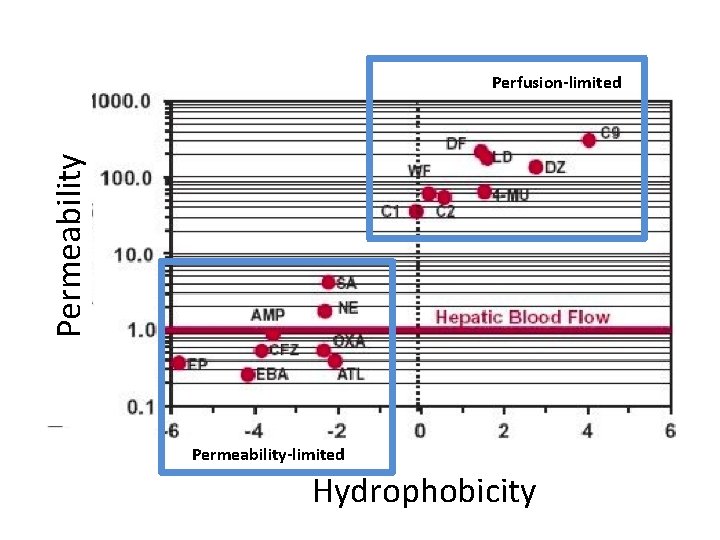 Permeability Perfusion-limited Permeability-limited Hydrophobicity Permeability Perfusion-limited Permeability-limited Hydrophobicity