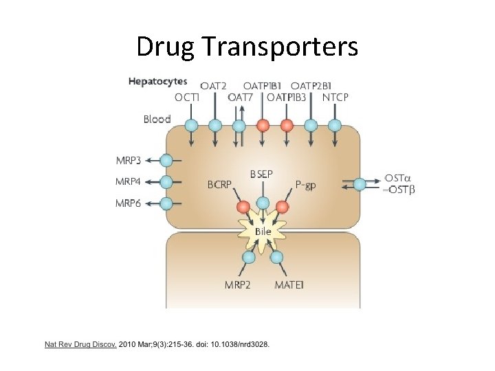 Drug Transporters Drug Transporters