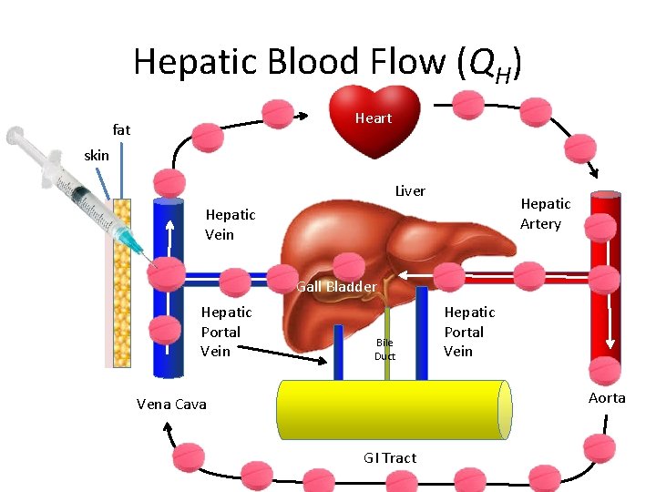 Hepatic Blood Flow (QH) Heart fat skin Liver Hepatic Artery Hepatic Vein Gall Bladder