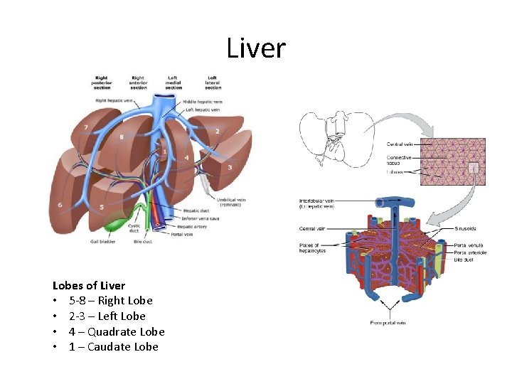 Liver Lobes of Liver • 5 -8 – Right Lobe • 2 -3 – Liver Lobes of Liver • 5 -8 – Right Lobe • 2 -3 –