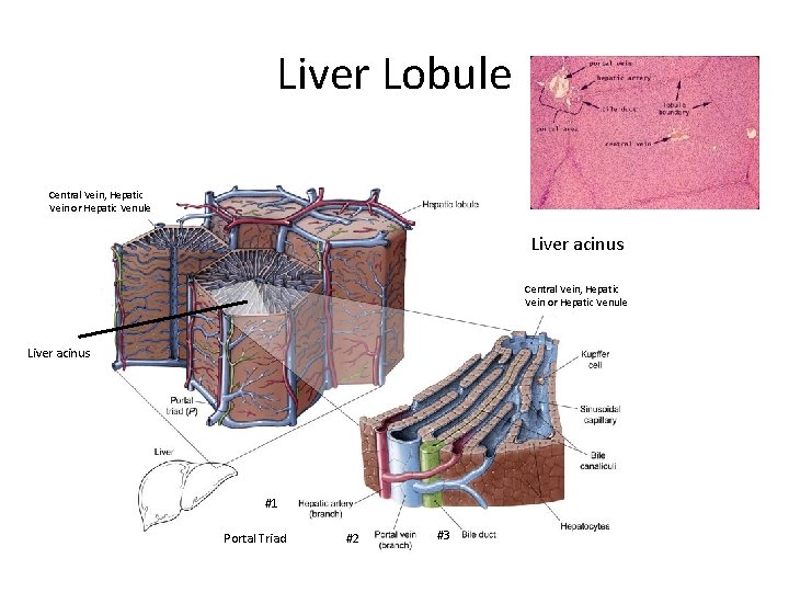 Liver Lobule Central Vein, Hepatic Vein or Hepatic Venule Liver acinus #1 Portal Triad Liver Lobule Central Vein, Hepatic Vein or Hepatic Venule Liver acinus #1 Portal Triad