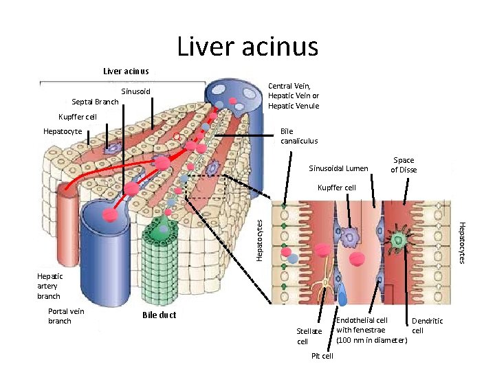 Liver acinus Septal Branch Central Vein, Hepatic Vein or Hepatic Venule Sinusoid Kupffer cell