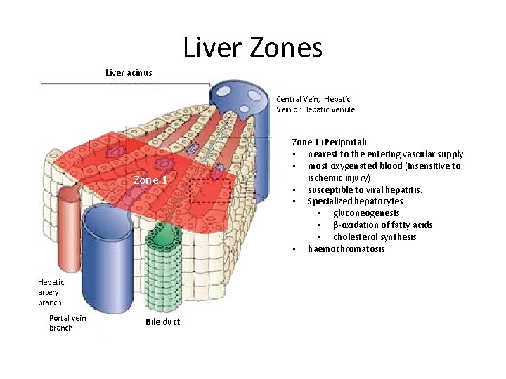 Liver Zones Liver acinus Central Vein, Hepatic Vein or Hepatic Venule Zone 1 Hepatic Liver Zones Liver acinus Central Vein, Hepatic Vein or Hepatic Venule Zone 1 Hepatic