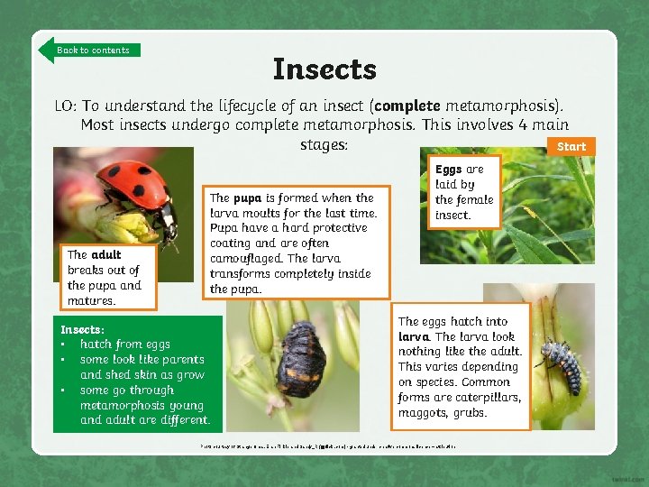 Back to contents Insects LO: To understand the lifecycle of an insect (complete metamorphosis).