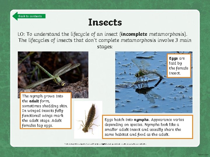 Back to contents Insects LO: To understand the lifecycle of an insect (incomplete metamorphosis).