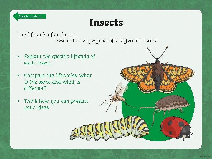 Back to contents Insects The lifecycle of an insect. Research the lifecycles of 2