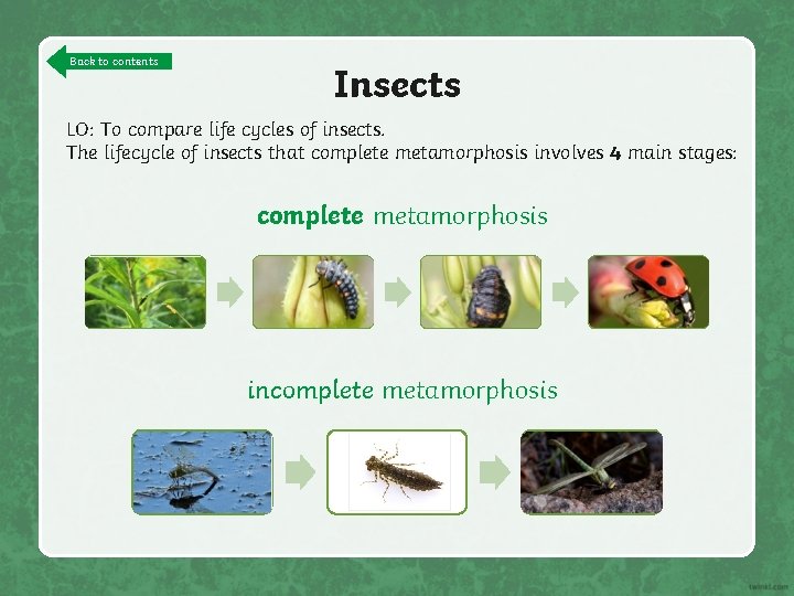 Back to contents Insects LO: To compare life cycles of insects. The lifecycle of