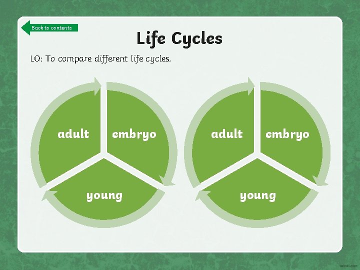 Back to contents Life Cycles LO: To compare different life cycles. adult embryo young