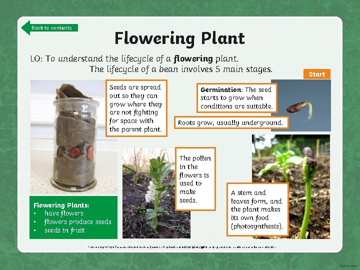 Back to contents Flowering Plant LO: To understand the lifecycle of a flowering plant.
