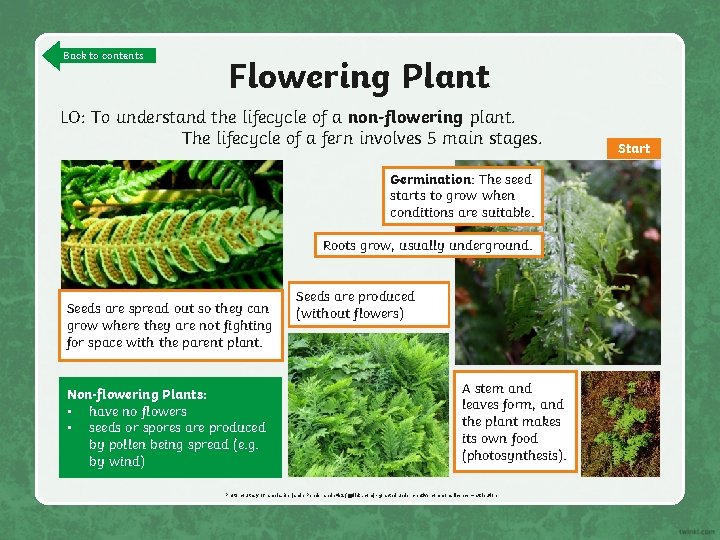 Back to contents Flowering Plant LO: To understand the lifecycle of a non-flowering plant.