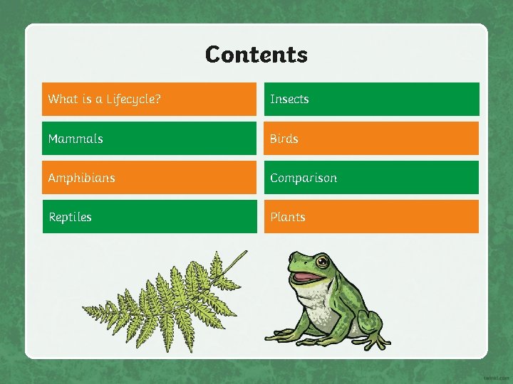 Contents What is a Lifecycle? Insects Mammals Birds Amphibians Comparison Reptiles Plants 