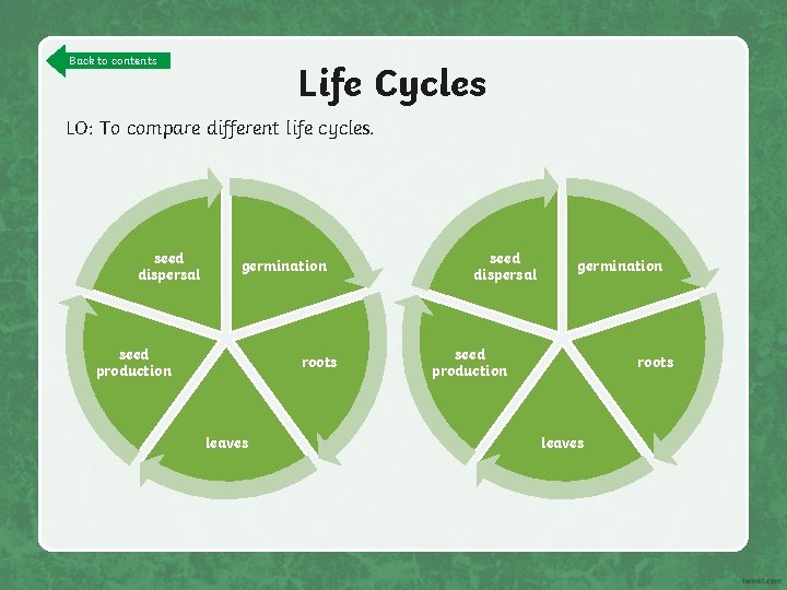 Back to contents Life Cycles LO: To compare different life cycles. seed dispersal germination