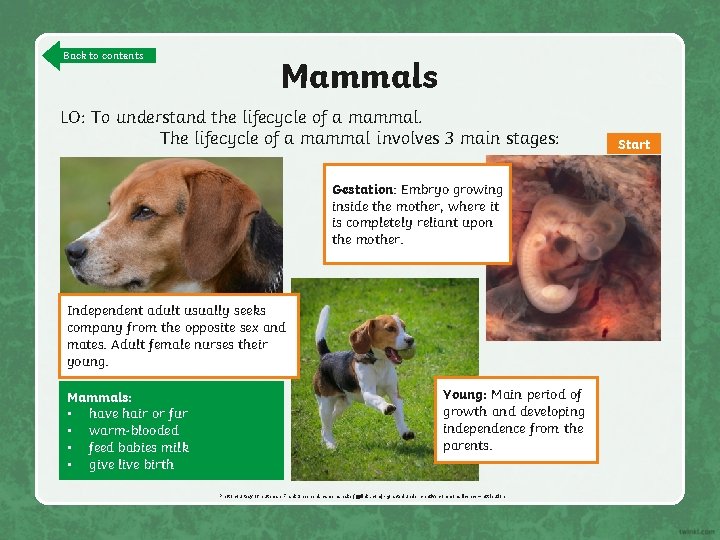 Back to contents Mammals LO: To understand the lifecycle of a mammal. The lifecycle