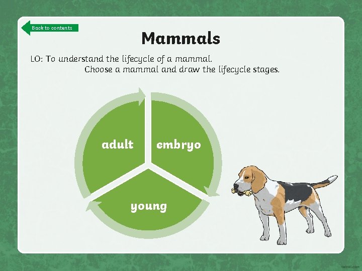 Back to contents Mammals LO: To understand the lifecycle of a mammal. Choose a