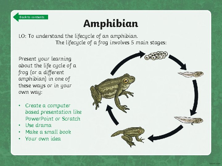 Back to contents Amphibian LO: To understand the lifecycle of an amphibian. The lifecycle