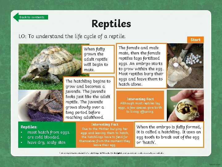 Back to contents Reptiles LO: To understand the life cycle of a reptile. When