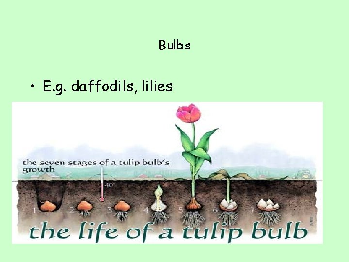 Bulbs • E. g. daffodils, lilies 