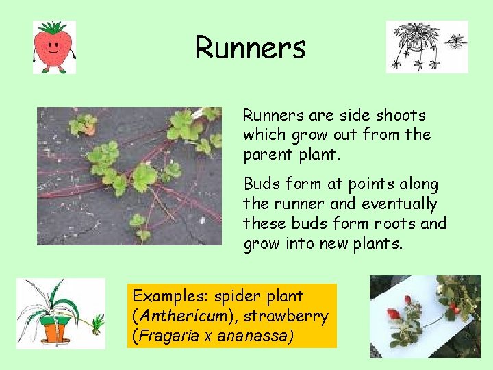 Runners are side shoots which grow out from the parent plant. Buds form at