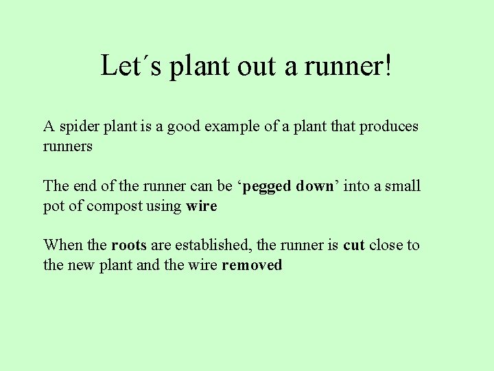 Let´s plant out a runner! A spider plant is a good example of a