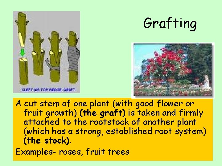 Grafting A cut stem of one plant (with good flower or fruit growth) (the