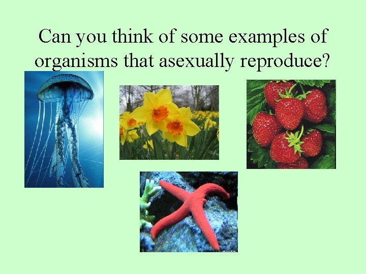 Can you think of some examples of organisms that asexually reproduce? 