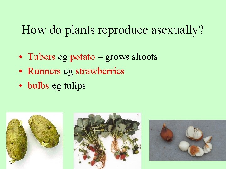 How do plants reproduce asexually? • Tubers eg potato – grows shoots • Runners