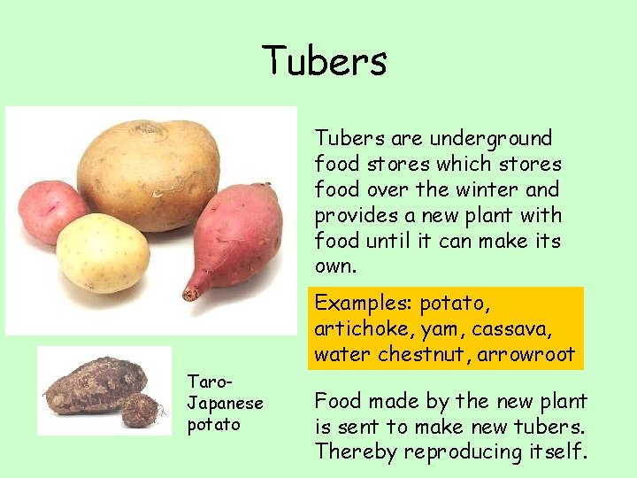 Tubers are underground food stores which stores food over the winter and provides a