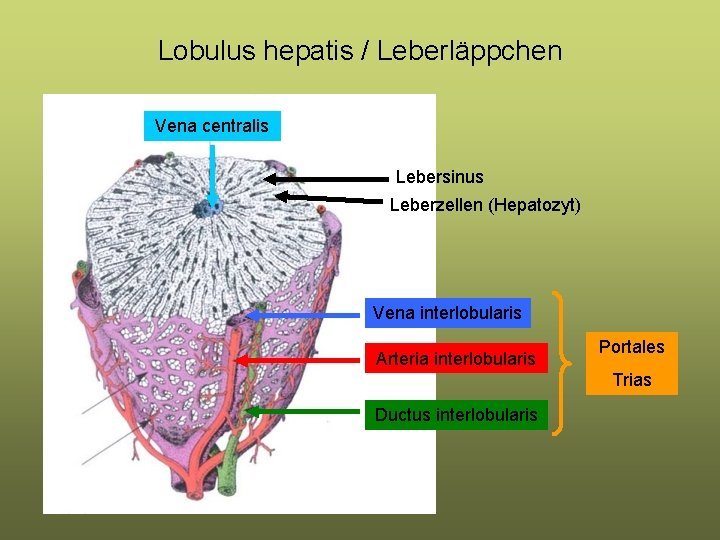 Lobulus hepatis / Leberläppchen Vena centralis Lebersinus Leberzellen (Hepatozyt) Vena interlobularis Arteria interlobularis Portales