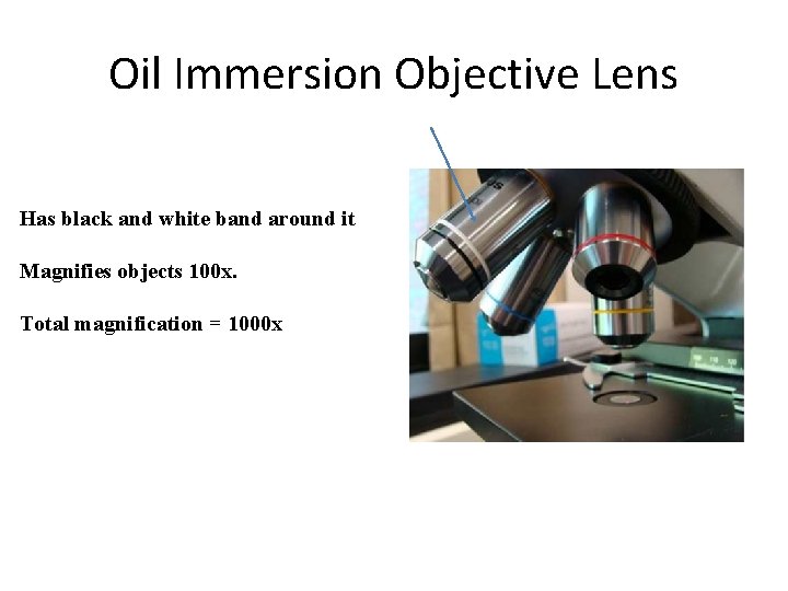 Oil Immersion Objective Lens Has black and white band around it Magnifies objects 100