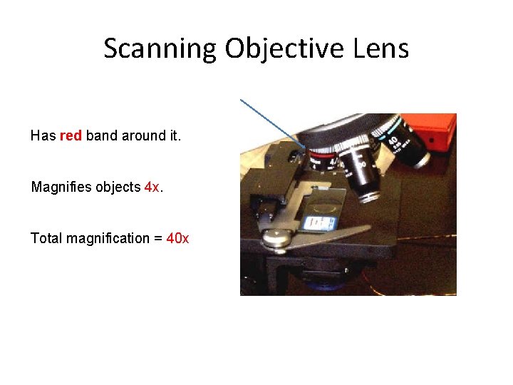 Scanning Objective Lens Has red band around it. Magnifies objects 4 x. Total magnification