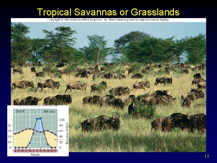 Tropical Savannas or Grasslands 12 