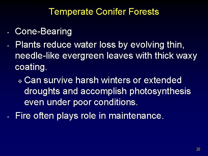 Temperate Conifer Forests • • • Cone-Bearing Plants reduce water loss by evolving thin,