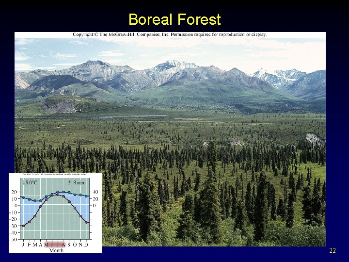 Boreal Forest 22 