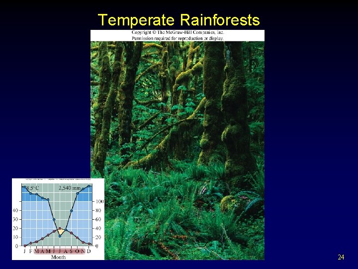 Temperate Rainforests 24 