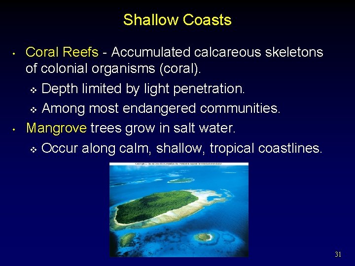 Shallow Coasts • • Coral Reefs - Accumulated calcareous skeletons of colonial organisms (coral).