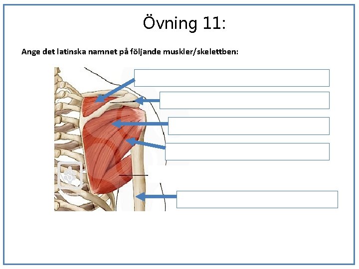 Övning 11: Ange det latinska namnet på följande muskler/skelettben: 1 3 2 (4) 