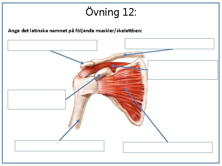Övning 12: Ange det latinska namnet på följande muskler/skelettben: 1 3 2 (4) 
