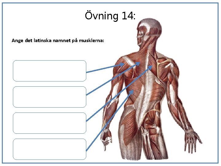 Övning 14: Ange det latinska namnet på musklerna: 