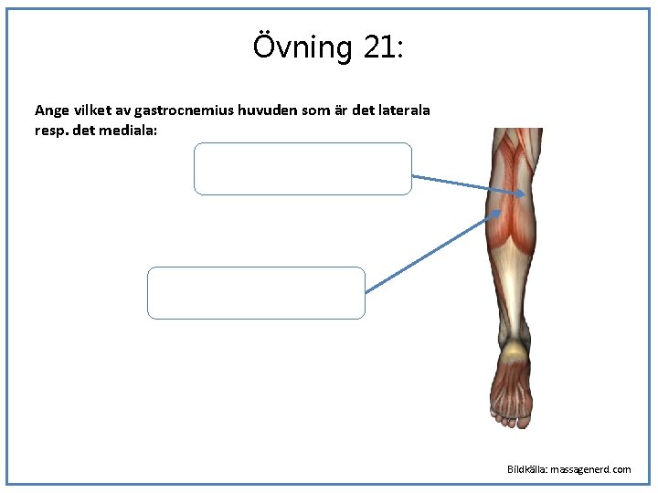 Övning 21: Ange vilket av gastrocnemius huvuden som är det laterala resp. det mediala: