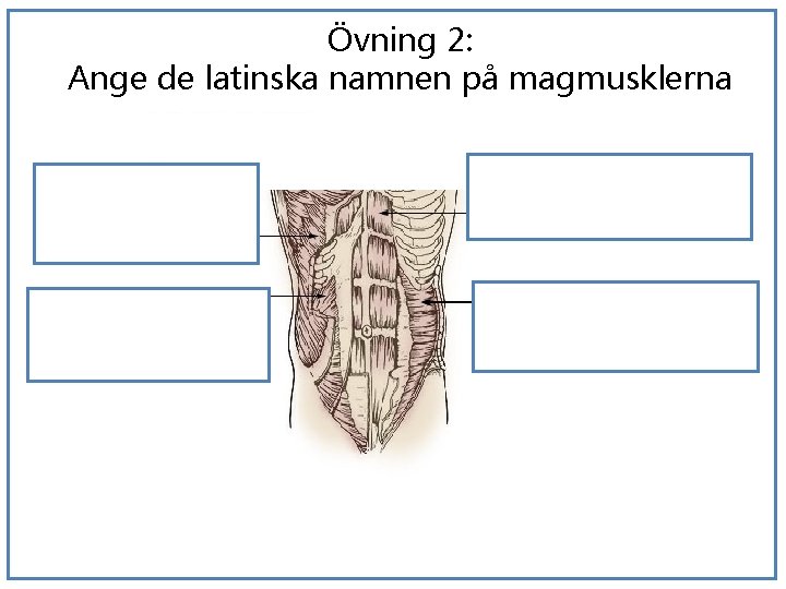 Övning 2: Ange de latinska namnen på magmusklerna 1 Rectus abdominis 3 Transversus abdominis