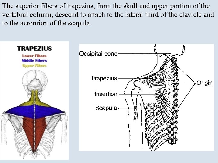 The superior fibers of trapezius, from the skull and upper portion of the vertebral