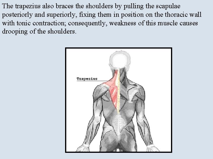 The trapezius also braces the shoulders by pulling the scapulae posteriorly and superiorly, fixing
