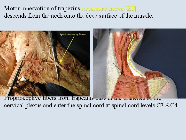 Motor innervation of trapezius accessory nerve [XI] descends from the neck onto the deep