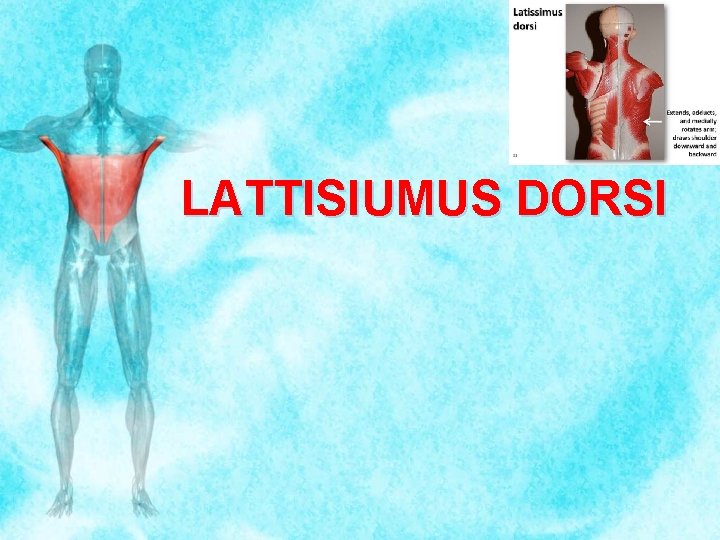 LATTISIUMUS DORSI 